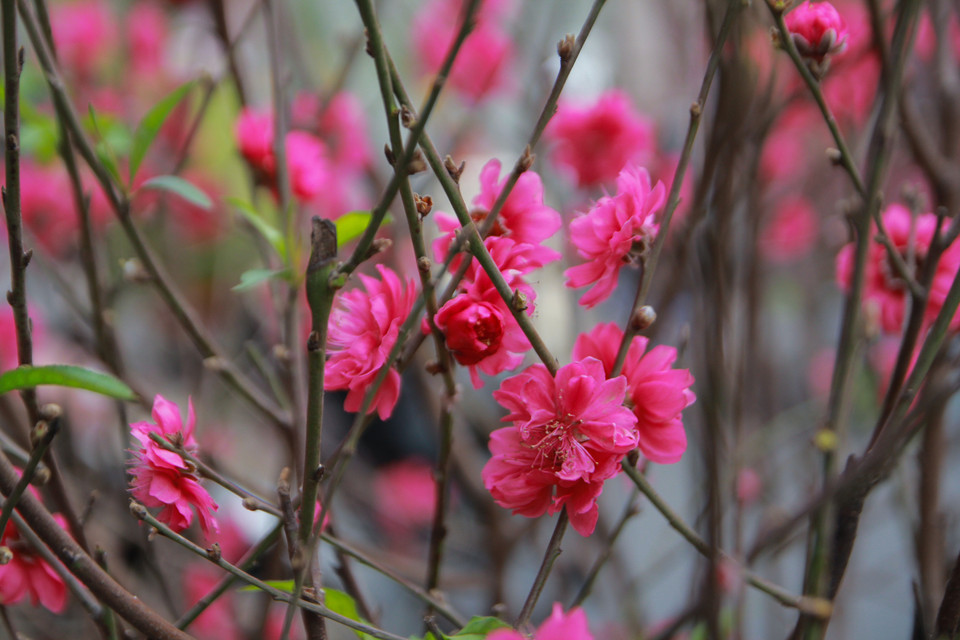 Năm nay nhuận tháng nên phần lớn đào đã nở hoa hết. (Ảnh: Minh Sơn/Vietnam+)