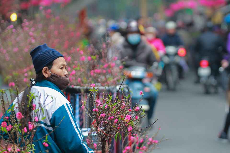 Đào ở chợ hoa Hàng Lược thường được chọn lựa kĩ càng trước khi mang ra bán. (Ảnh: Minh Sơn/Vietnam+)