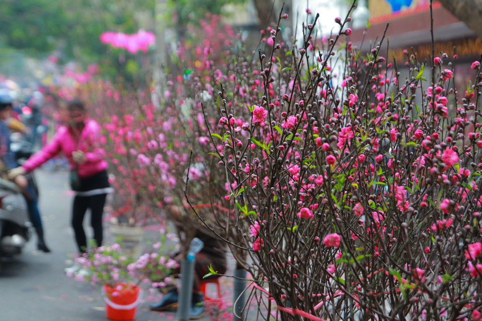 Ít người biết rằng, đây là chợ hoa lâu đời nhất Hà Nội. Chợ vẫn đều đặn họp mỗi năm một lần, tính đến nay đã hơn 5 thế kỷ. (Ảnh: Minh Sơn/Vietnam+)