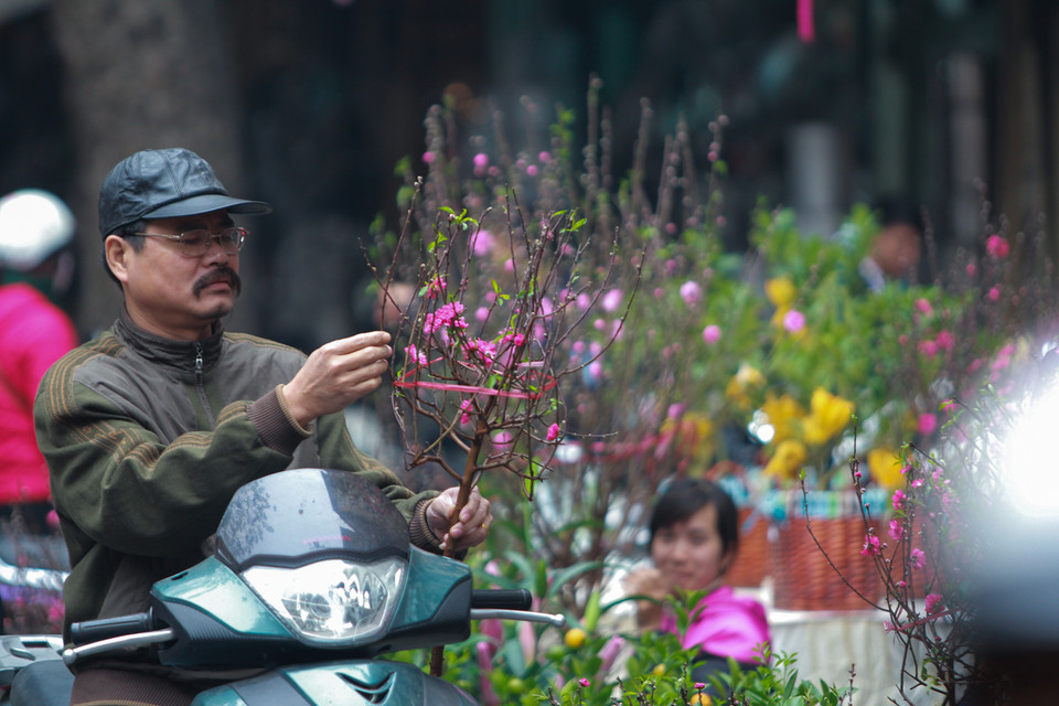Có người thích chơi đào bích, có người lại thích đào phai. Có người khó tính, chọn lựa rất kĩ càng. (Ảnh: Minh Sơn/Vietnam+)