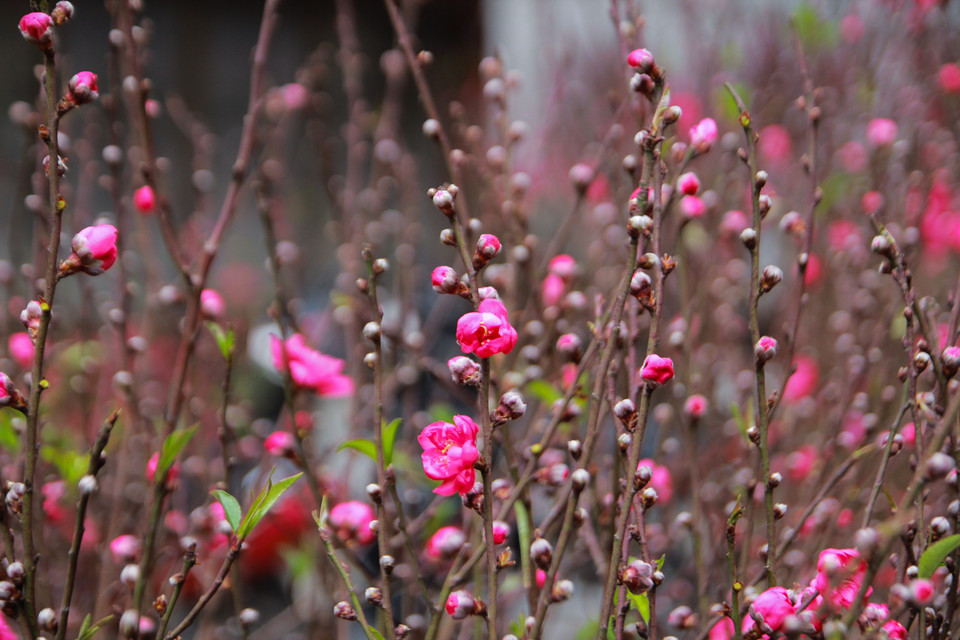 Những cành đào đua nhau khoe sắc thắm mời gọi khách. (Ảnh: Minh Sơn/Vietnam+)