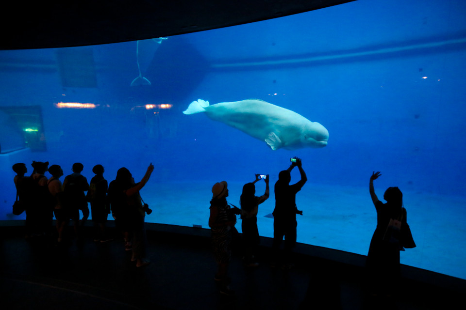 Kế đó là những bể kính khổng lồ cao hơn 4 mét để nuôi dưỡng các loại cá voi, cá heo bơi qua bơi lại rất ung dung tự tại. (Ảnh: Minh Sơn/Vietnam+)