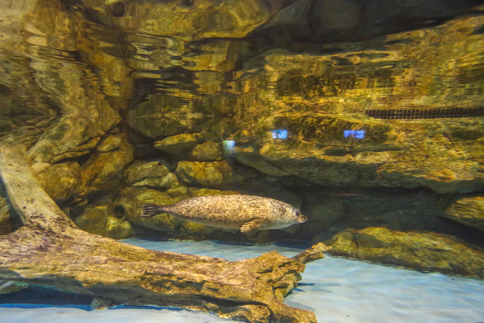 Chính vì điều này mà nơi đây hằng năm đều thu hút lượng lớn du khách đến tham quan, hầu hết mọi người đều rất ngạc nhiên và vô cùng thích thú với loại hình giải trí mới lạ này. (Ảnh: Minh Sơn/Vietnam+)