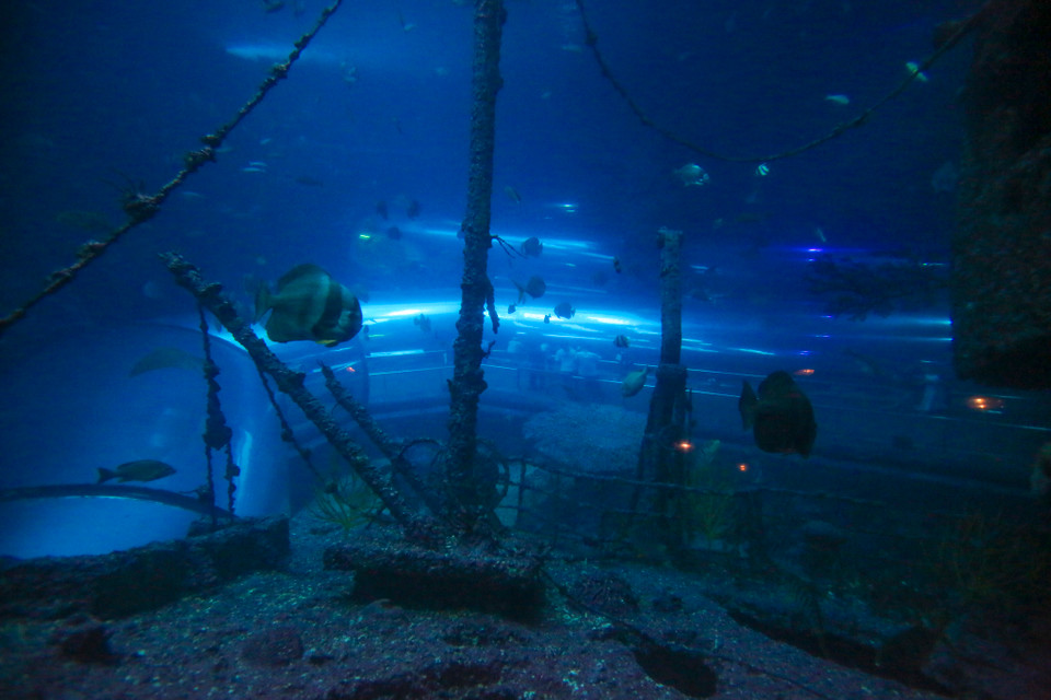 Các khu chủ đề được xây dựng và thiết kế hết sức sống động. Du khách như được đi xuyên qua những con tàu đắm trong lòng đại dương, khám phá một thế giới sinh vật vô cùng huyền ảo, mới lạ. (Ảnh: Minh Sơn/Vietnam+)
