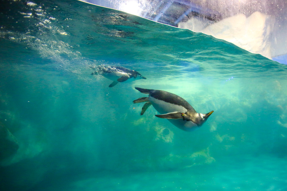 Bảo tàng cũng nuôi dưỡng các loại chim cánh cụt khác nhau. (Ảnh: Minh Sơn/Vietnam+)