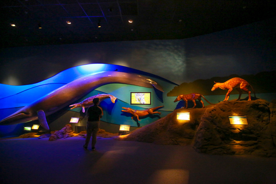 Mọi người tới đây sẽ được 'dắt' qua từng giai đoạn, từng vùng biển trên khắp thế giới như 'đại dương cổ đại', 'rừng rậm tảo biển', 'vùng biển bắc cực', 'vùng đại dương sâu'. Nếu không đi theo chỉ dẫn, bạn có thể đi lạc bất cứ lúc nào. (Ảnh: Minh Sơn/Vietnam+)