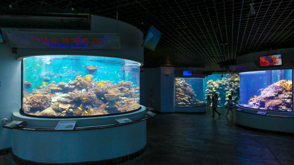 Bảo tàng hải dương học được thiết kế rất đẹp, suốt chiều dài đường hầm dẫn lối vào bảo tàng được bao bọc bằng lớp kính trong và dày, trên đường đi du khách có thể ngắm những đàn cá tung tăng bơi lội, hay những rạn san hô đầy màu sắc như chính mình đang đi vào lòng đại dương. (Ảnh: Minh Sơn/Vietnam+)