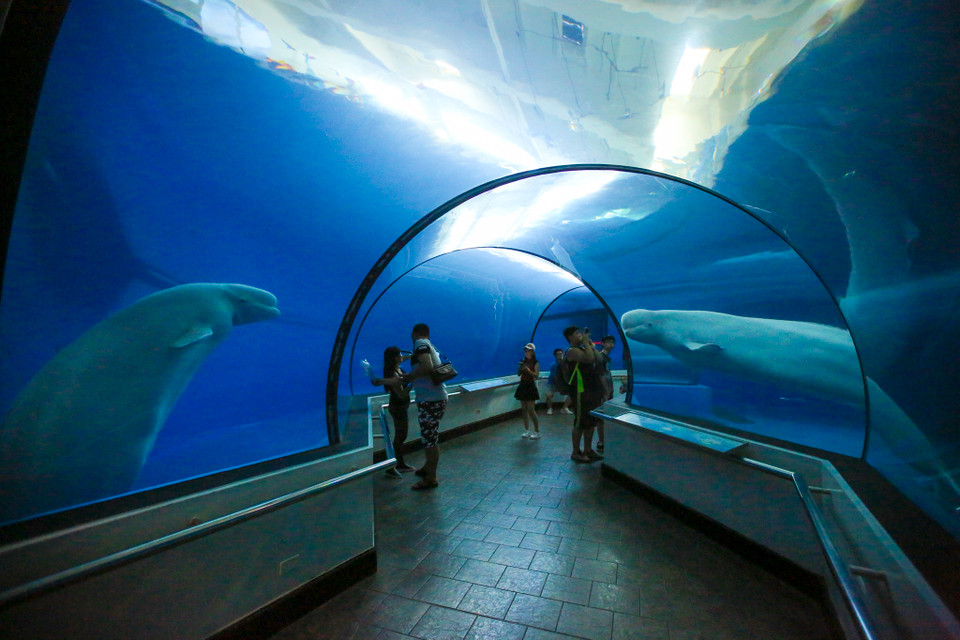 Du khách tham quan có thể tha thẩn mê mẩn dưới này hàng giờ liền để nhìn ngắm các loài sinh vật biển lạ kì và độc đáo bơi lượn chung quanh. (Ảnh: Minh Sơn/Vietnam+)