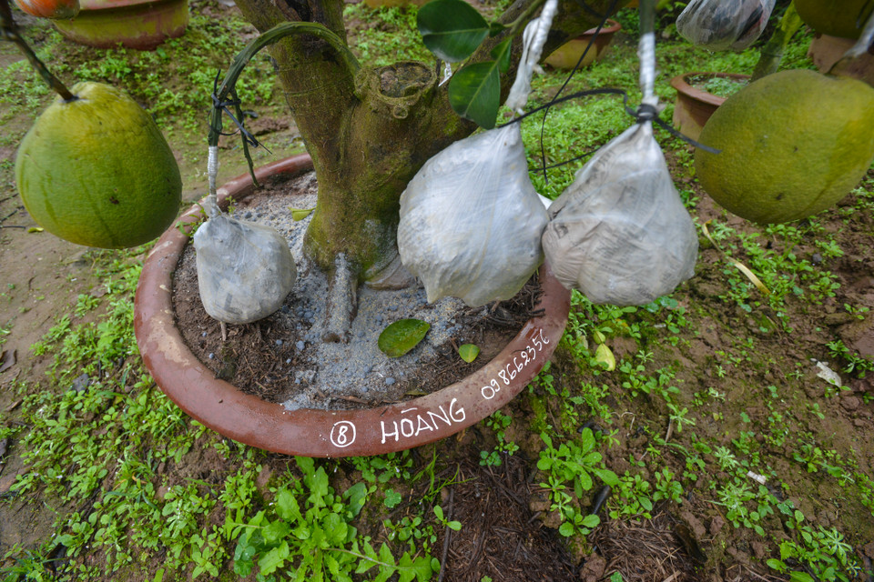 Ông Giáp tiết lộ, dù chưa đến Tết nhưng gần một nửa số cây trong vườn nhà ông đã có khách đặt hết. (Ảnh: Minh Sơn/Vietnam+)