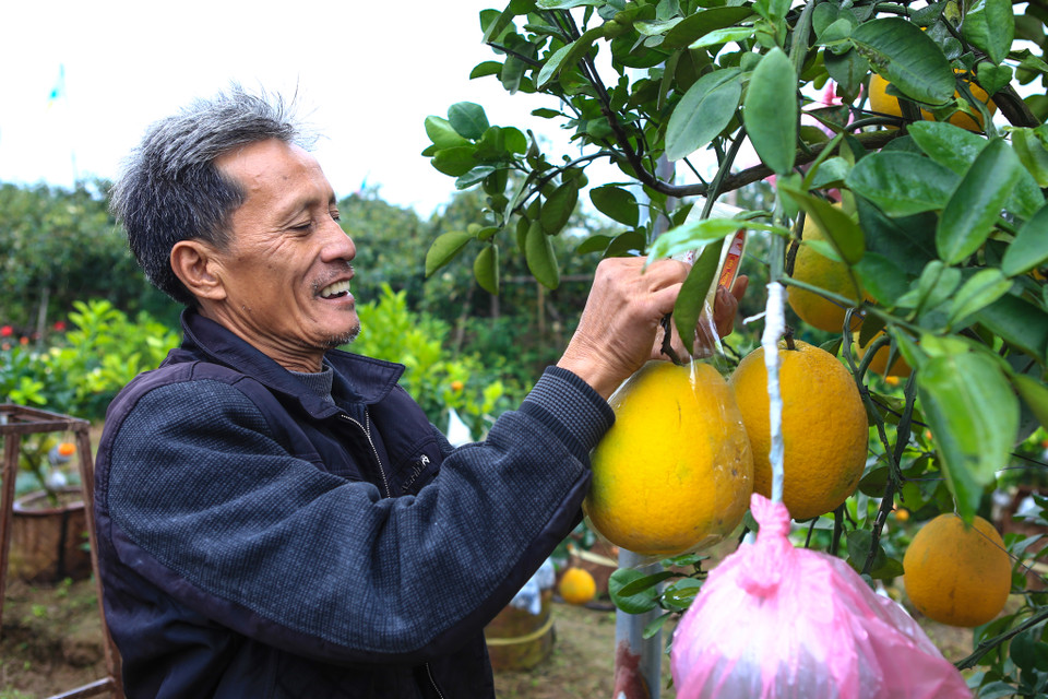 Cuối năm, rất nhiều người thích chơi cây cảnh tìm đến vườn cây của ông Lê Đức Giáp ở thôn Bãi, xã Cao Viên (huyện Thanh Oai, Hà Nội) để chọn và mua loại cây cảnh 'siêu lạ' với 10 loại quả trên cùng một cây. (Ảnh: Minh Sơn/Vietnam+)