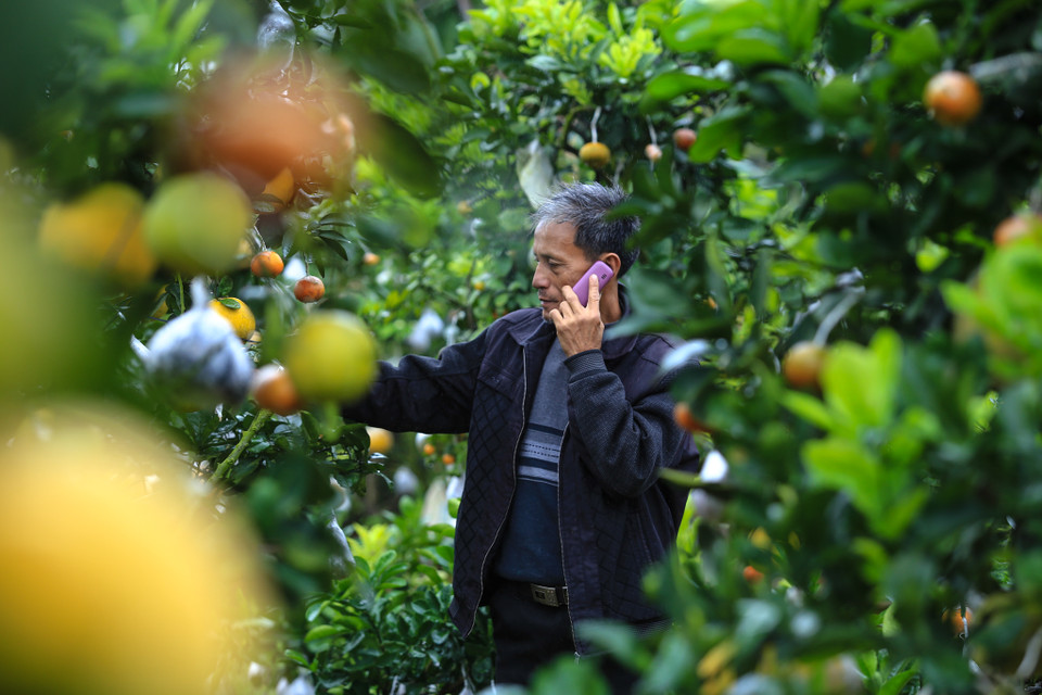 Những ngày cuối năm, công việc của ông Giáp lại càng bận rộn. Ông phải nhờ thêm người đến giúp đỡ việc tỉa cành, cắt tán và chở cây đi khắp nơi. (Ảnh: Minh Sơn/Vietnam+)