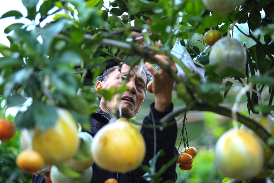 Hàng năm, bắt đầu từ tháng Sáu Âm lịch, ông Giáp bắt đầu đi tìm kiếm các thân cây bưởi, cây cam có thế đẹp về làm gốc, sau đó đi chọn đủ các loại quả cần ghép rồi tiến hành công việc cấy quả vào thân. (Ảnh: Minh Sơn/Vietnam+)nh