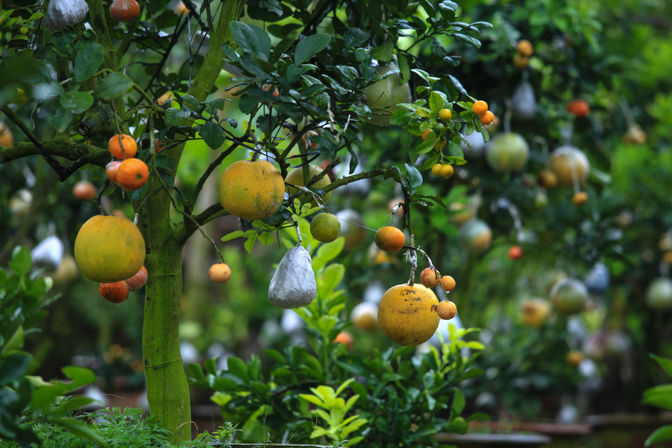 Một cây ghép quả cỡ lớn, có đủ 10 loại sẽ có tới gần 100 quả trên thân chính. Ngoài ra, mỗi cây ghép ngoài quả đã lớn còn có đầy đủ chồi, lộc, quả non và hoa chanh, bưởi, cam tỏa hương thơm ngào ngạt. (Ảnh: Minh Sơn/Vietnam+)