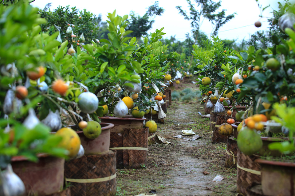 Các loại quả như: bưởi hoàng, bưởi Diễn, bưởi da xanh, phật thủ, quýt, cam đường, cam Vinh, quất, chanh, chanh đào được ông Giáp ‘nhét’ chung vào một thân cây. (Ảnh: Minh Sơn/Vietnam+)