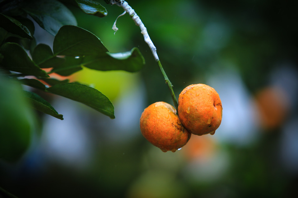 Muốn quả ghép phát triển bình thường, ông phải khéo léo và cẩn thận ghép cuống quả vào cành hay nhánh của cây thật chính xác, tương xứng nhau, khi buộc phải thắt chặt túi nilon ở vết ghép để quả có chất dinh dưỡng. (Ảnh: Minh Sơn/Vietnam+)