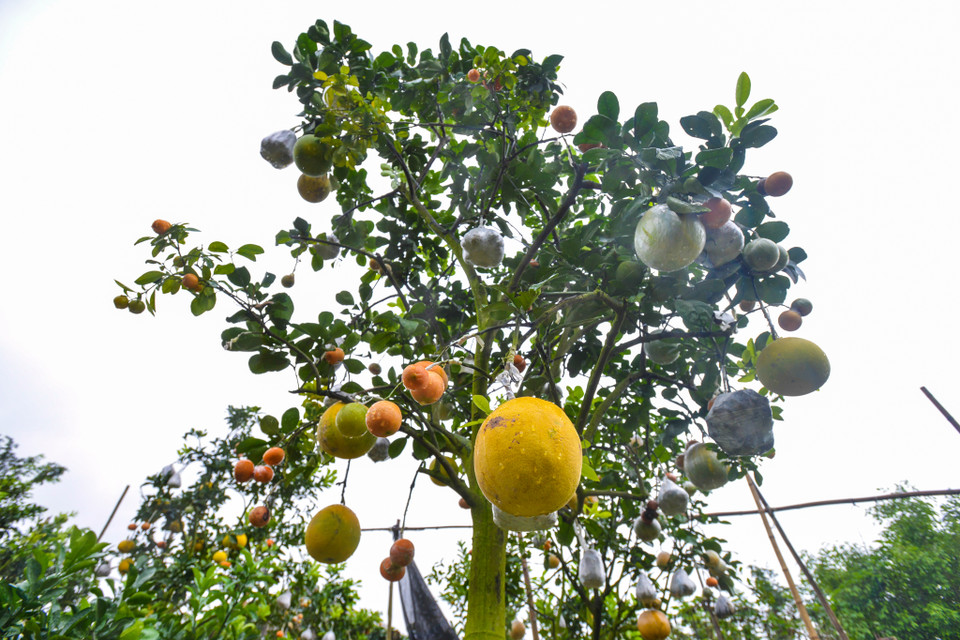 Loại cây 10 loại quả này có dụng ý vừa làm vật trang trí, giúp hài hòa không gian trong nhà vừa mang ý nghĩa phát tài, phát lộc ‘thập toàn thập mỹ’ trong năm mới. (Ảnh: Minh Sơn/Vietnam+)