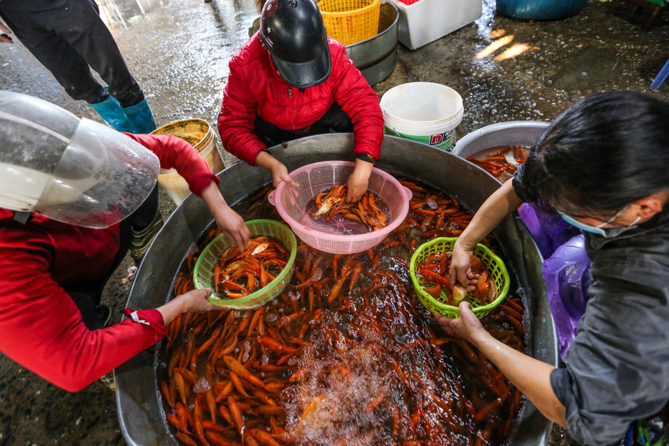 So với cá chép vàng thì cá chép đỏ được nhiều người lựa chọn hơn bởi cá khỏe, màu sắc tươi tắn. (Ảnh: Minh Sơn/Vietnam+)