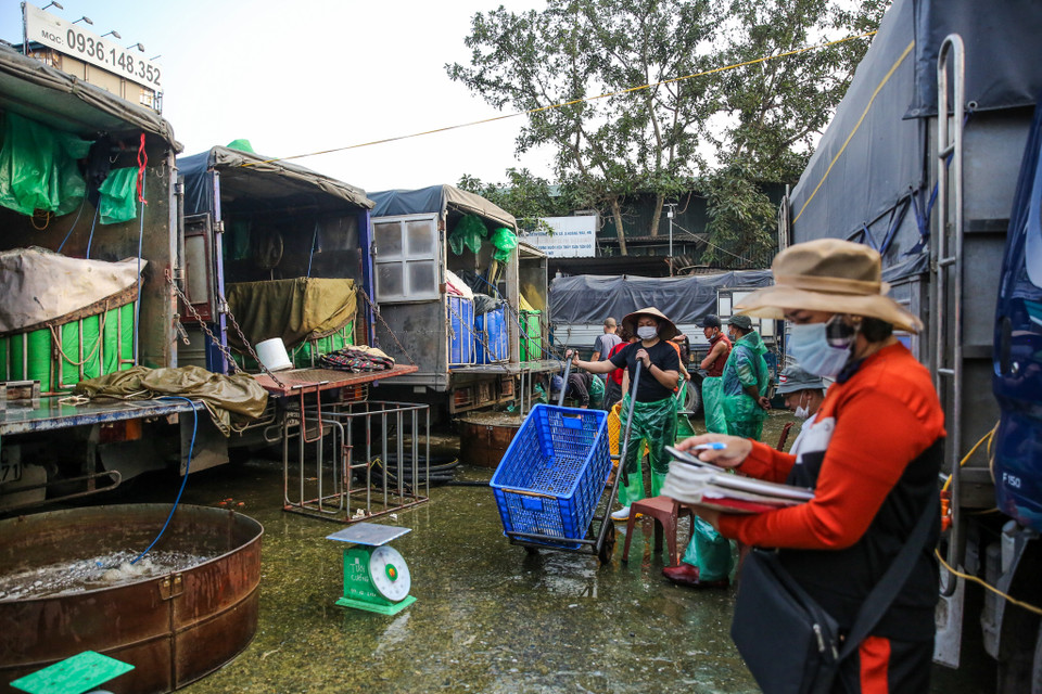 Theo một số thương lái, giá cá chép đỏ năm nay từ 120 - 140 ngàn đồng/kg, nguyên nhân là do số lượng cá không nhiều và nhu cầu thu mua của thương lái tăng cao. (Ảnh: Minh Sơn/Vietnam+)