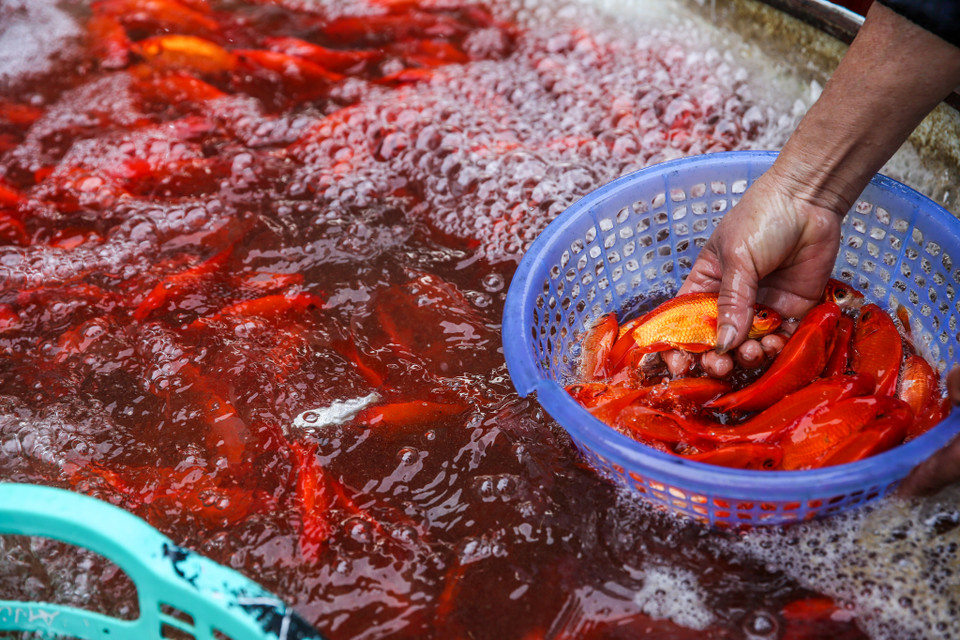 Các máy sục nước được bố trí dày đặc, sử dụng hết công suất để duy trì sự sống cho cá. (Ảnh: Minh Sơn/Vietnam+)