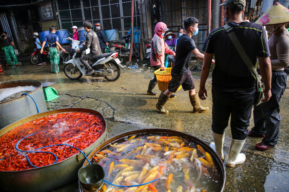 Các tiểu thương ở những chợ dân sinh tất bật từ sáng sớm đến chợ để lựa chọn những con cá đẹp nhất phục vụ người dân. (Ảnh: Minh Sơn/Vietnam+)