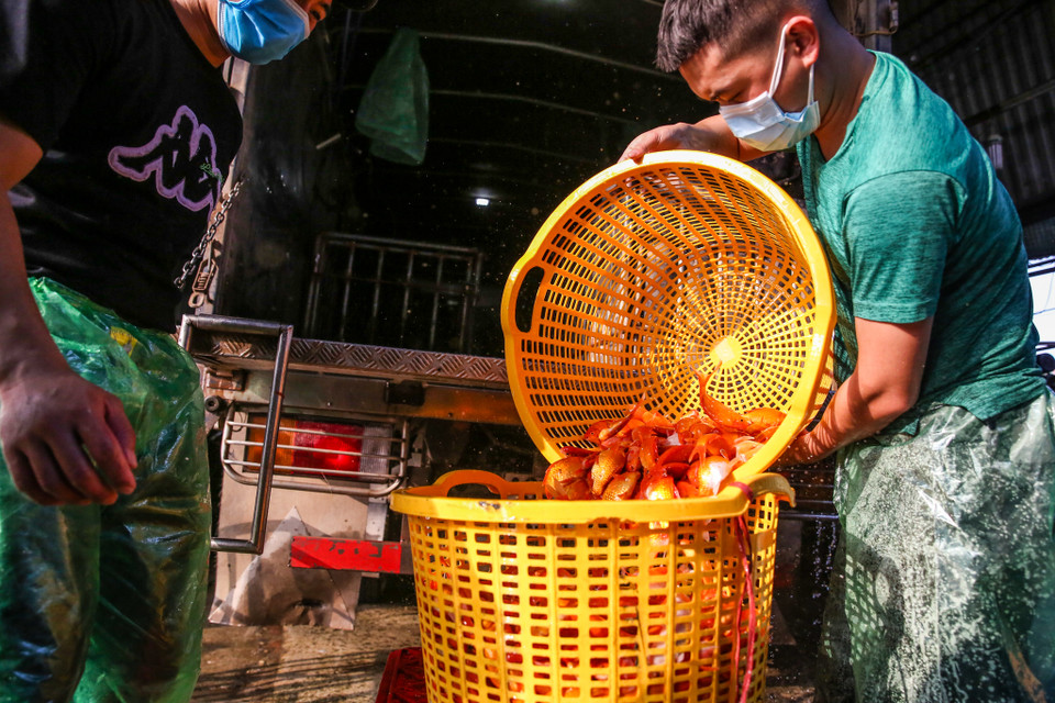 Để chọn được cá đẹp, người mua phải tinh mắt chọn cá đuôi dài, mắt sáng, không bị tróc vảy, đứt đuôi. Khi mua phải quan sát xem cá có bơi khỏe, lặn sâu hay không. (Ảnh: Minh Sơn/Vietnam+)