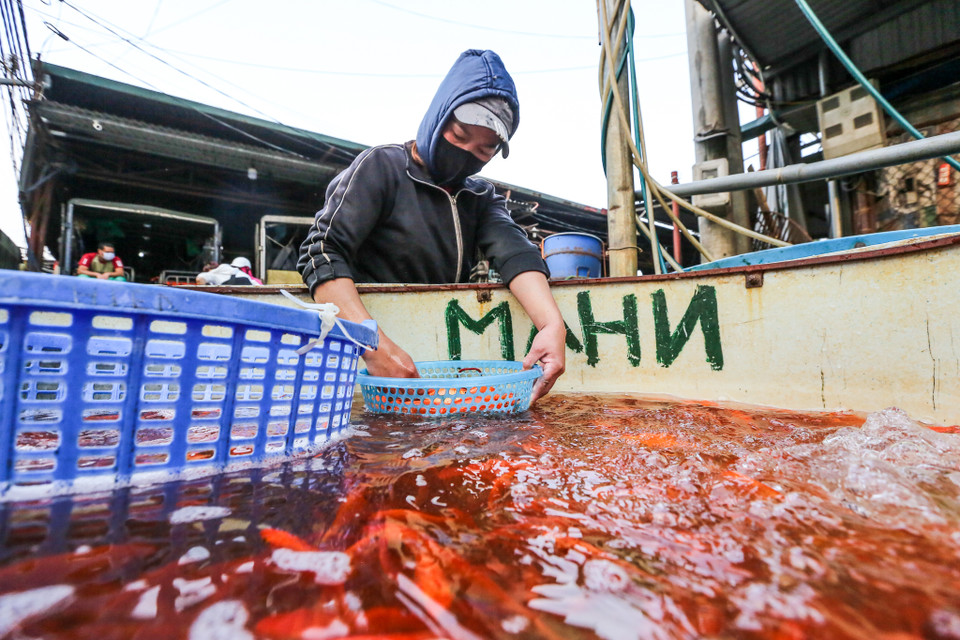 Cá chép đỏ liên tục được các tiểu thương chọn lọc để loại ra những con cá bị hỏng, không làm ảnh hưởng đến cả đàn cá. (Ảnh: Minh Sơn/Vietnam+)