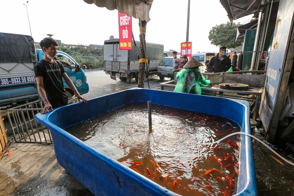 Năm nay, ảnh hưởng của thời tiết mưa lớn nên sản lượng cá không được cao. So với năm 2019, cá chép đỏ mua tại hồ năm nay tăng giá gần gấp đôi. (Ảnh: Minh Sơn/Vietnam+)