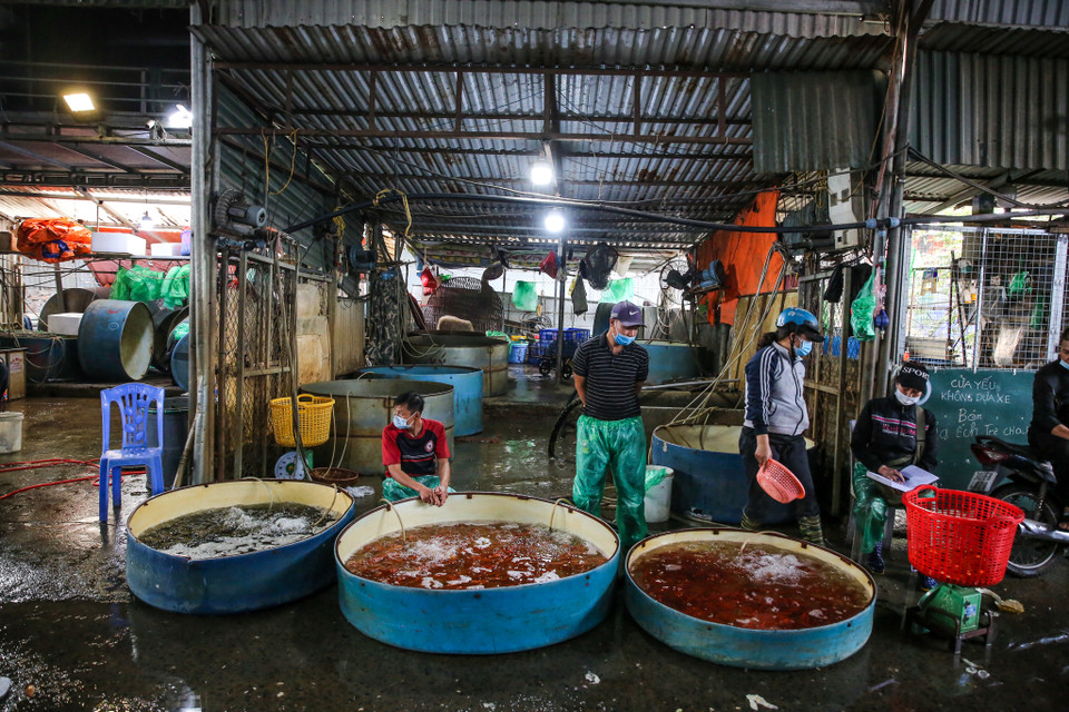 Các tiểu thương nhập cá sau đó phân phối đến các chợ lớn, nhỏ ở Hà Nội và các tỉnh lân cận để phục vụ nhu cầu của người dân trong dịp cúng ông Công, ông Táo 23 tháng Chạp. (Ảnh: Minh Sơn/Vietnam+)