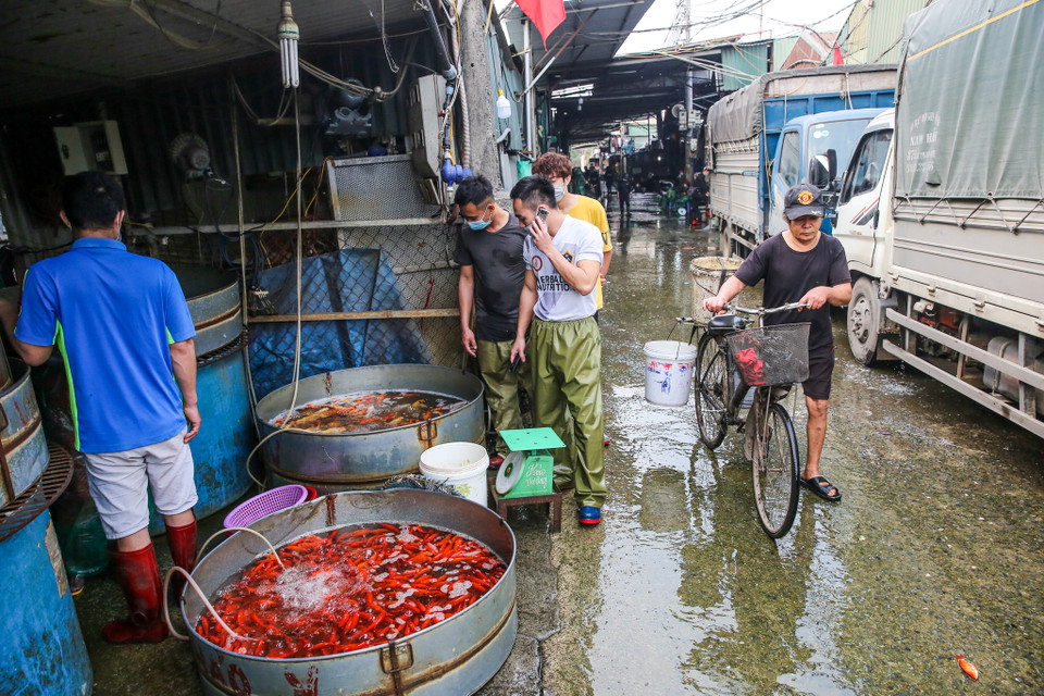 Cá chép đỏ được coi là một trong những đồ cúng vô cùng quan trọng và không thể thiếu bên mâm cỗ cúng tiễn ông Công ông Táo chầu trời. (Ảnh: Minh Sơn/Vietnam+)