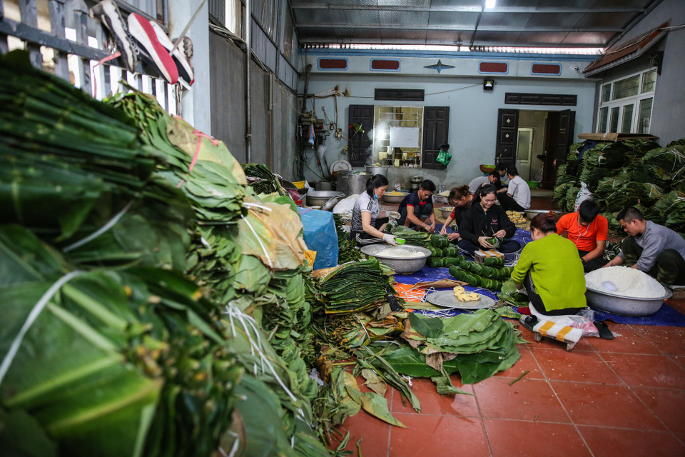 Nếu lá chưa đẹp, chưa đủ thì phải đặt mua tận Nghệ An, Hà Tĩnh từ nhiều tháng trước. Lá dong để gói bánh phải là loại lá tẻ, bản to, màu xanh mướt, không bị sâu, rách. Gạo nếp gói bánh cũng phải là loại nếp nhung hoặc nếp cái hoa vàng, những loại nếp ngon có tiếng ở Thái Bình, Nam Định. (Ảnh: Minh Sơn/Vietnam+)