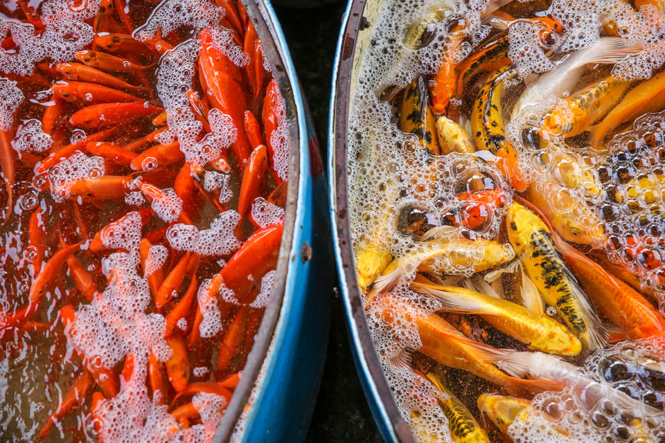 (Ảnh: Minh Sơn/Vietnam+)