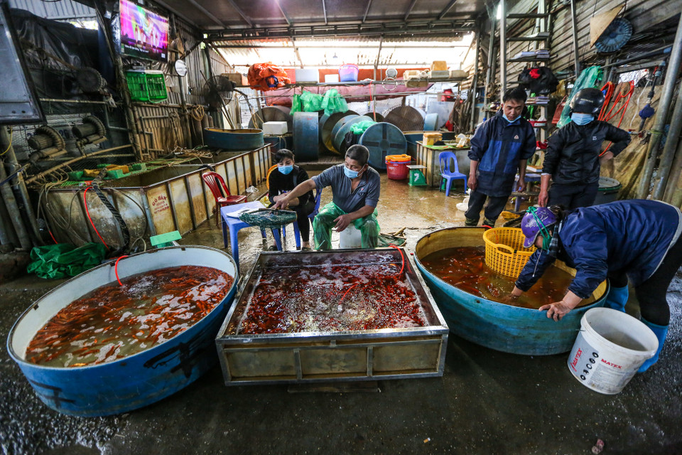 Tại chợ cá này, mặt hàng phổ biến nhất là cá chép đỏ, trong đó cá chép đỏ cũng được chia thành nhiều loại như chép tam dương, chép vàng chanh, chép đỏ ớt. (Ảnh: Minh Sơn/Vietnam+)