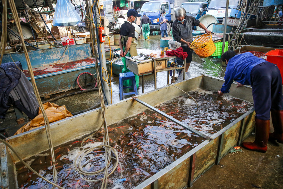 Ảnh hưởng bởi dịch COVID-19 khiến chợ cá diễn ra cảnh đìu hiu, không tấp nập như mọi năm. (Ảnh: Minh Sơn/Vietnam+)