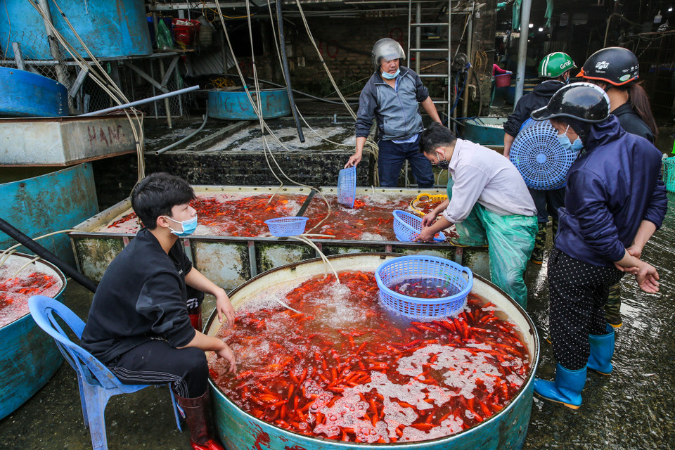 Chợ cá Yên Sở (Hoàng Mai, Hà Nội) từ lâu đã trở thành địa chỉ cho nhiều tiểu thương đến chọn mua cá mỗi dịp Tết ông Công, ông Táo. (Ảnh: Minh Sơn/Vietnam+)