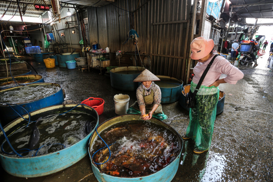 Một số thương lái còn cho biết, năm ngoái cá chỉ có giá từ 70-100 ngàn đồng/kg thì năm nay đã tăng đột biến đến gần 300 ngàn đồng cho một cân cá loại đẹp. (Ảnh: Minh Sơn/Vietnam+)