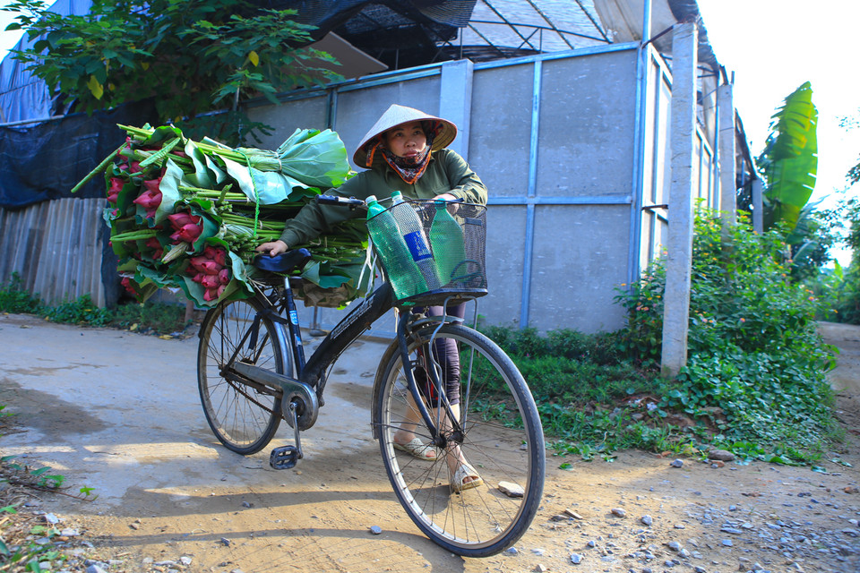 6 giờ sáng, những cô bán hoa đã vội vã mang sen ra chợ bán. ‘Chỉ khoảng 1-2 tiếng là cô bán hết 200 bông,’ cô Thu, một người bán sen lâu năm chia sẻ. (Ảnh: Minh Sơn/Vietnam+)
