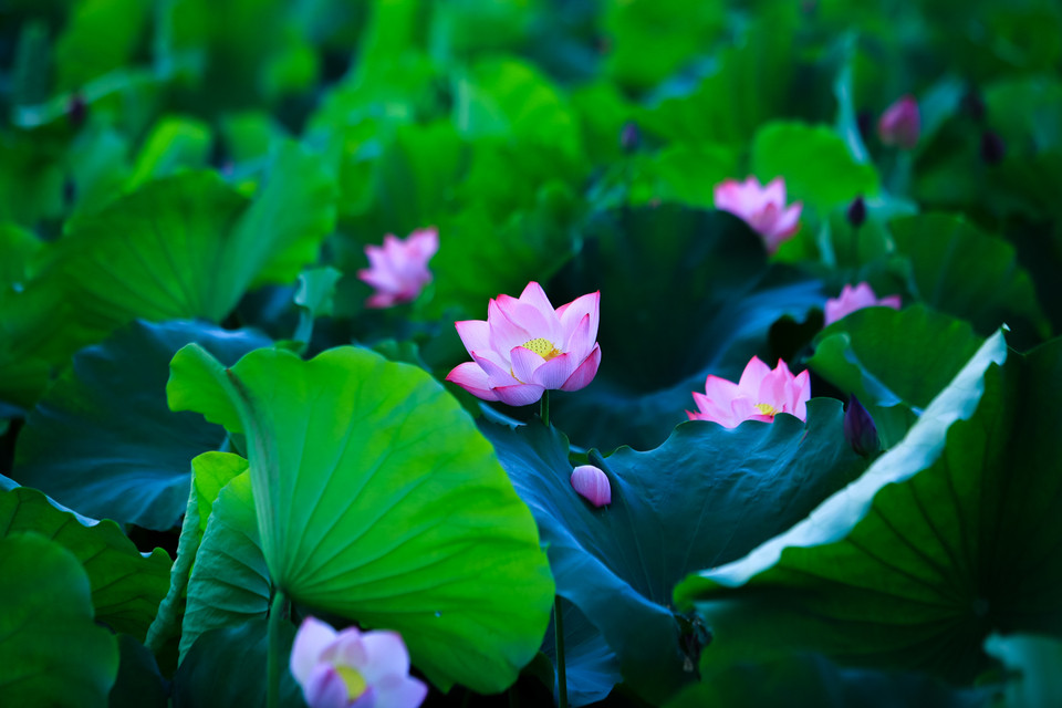 Lá sen xanh ngọc, cánh hoa hồng, lẫn trong cái vàng ươm của nhị tạo thành một bức tranh thiên nhiên tuyệt diệu. (Ảnh: Minh Sơn/Vietnam+)