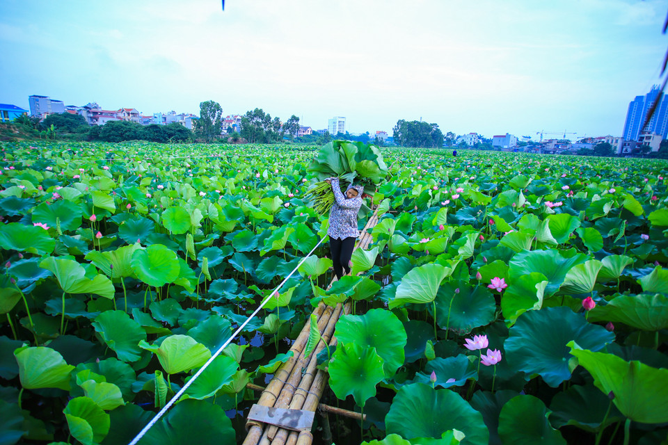 Bắt đầu ngày mới, khi tia nắng hè còn chưa kịp le lói, những người trồng sen đã phải tất tả dậy rất sớm để kịp thu hoạch. (Ảnh: Minh Sơn/Vietnam+)