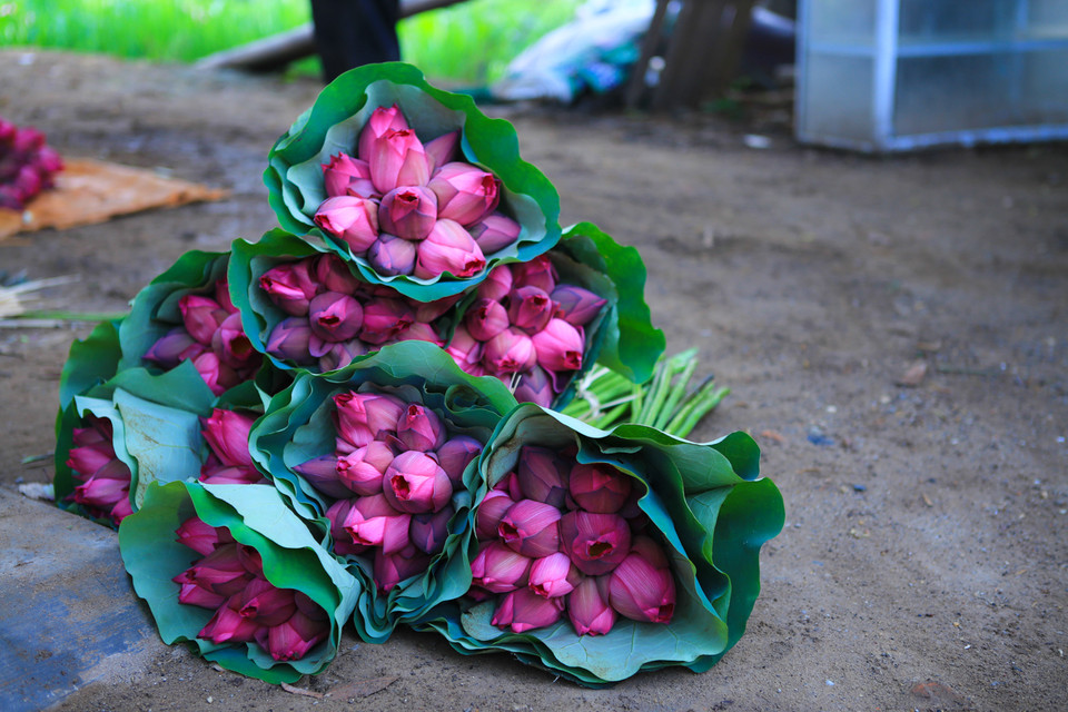 Sen được bó từng chục một, hoa già kết hợp hoa non rất tinh tế để khách hàng lựa chọn. (Ảnh: Minh Sơn/Vietnam+) 