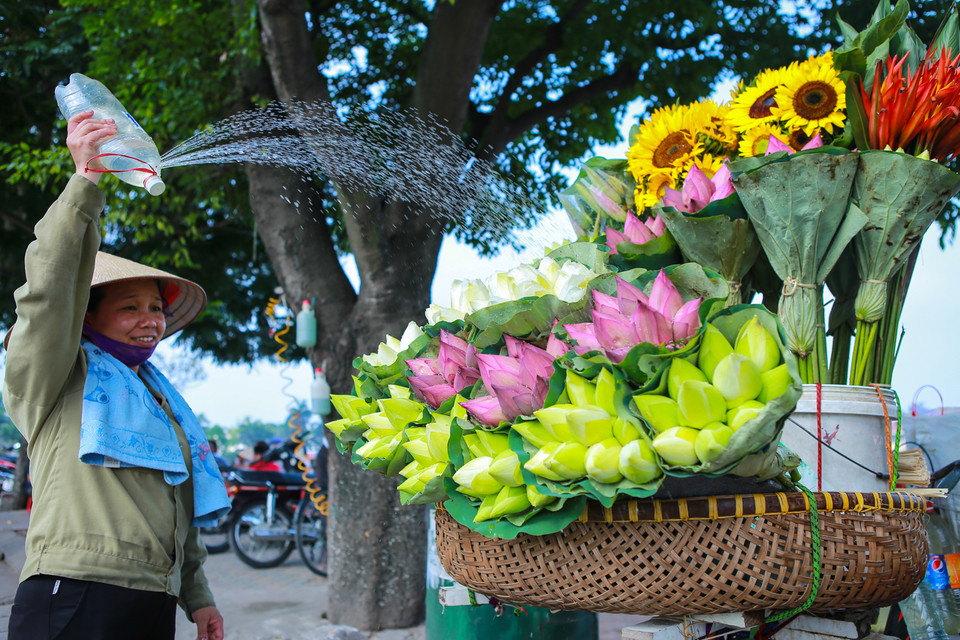Sen đầu mùa có giá dao động từ 50-100 ngàn đồng/chục bông. Mùi hương thanh khiết, sắc hồng phơn phớt khiến cho mùa hè trở nên mát mẻ, dịu dàng. (Ảnh: Minh Sơn/Vietnam+)