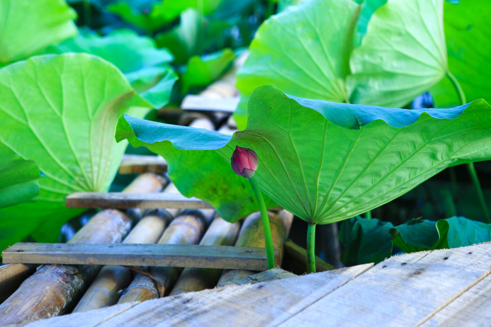 Những nụ hoa e ấp ‘núp’ dưới tán lá xanh như những cô thiếu nữ mong manh, tinh khiết. (Ảnh: Minh Sơn/Vietnam+)