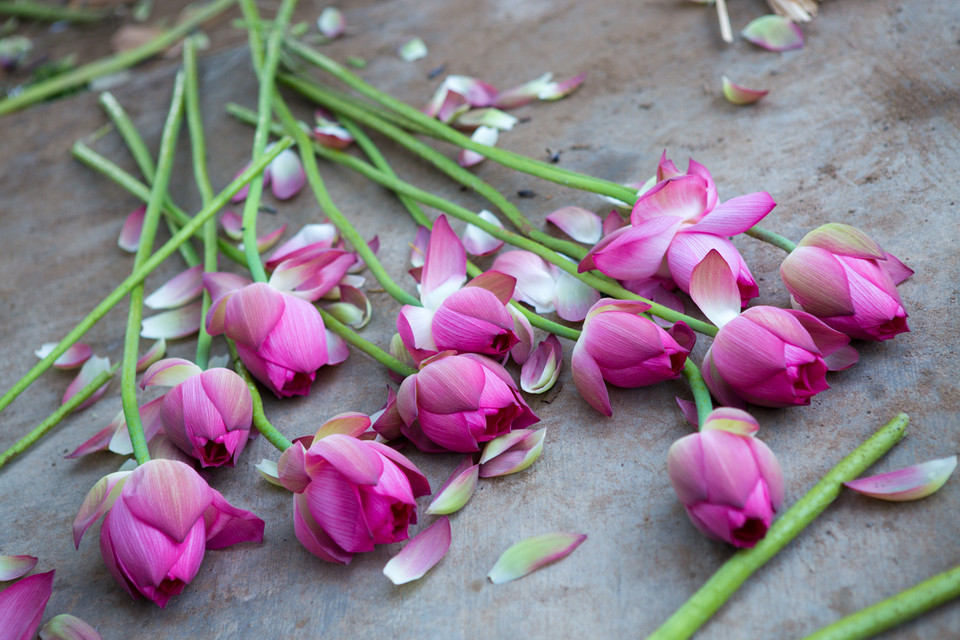 Những cành sen đầu mùa nở bung, buông hương thơm ngào ngạt. (Ảnh: Minh Sơn/Vietnam+)