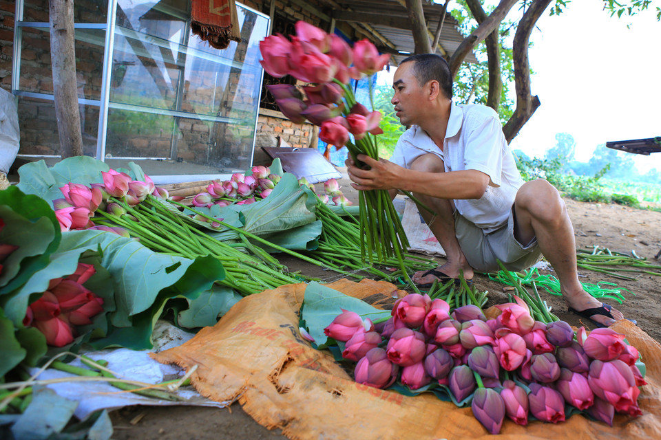 Ông Đạt, chủ đầm sen Xuân Đỉnh, cho biết dù mới đầu vụ mỗi ngày ông phải thu hoạch đến hơn 1 ngàn bông sen vẫn không đủ đáp ứng nhu cầu của khách. (Ảnh: Minh Sơn/Vietnam+)