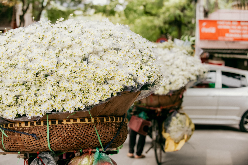 Cứ vào khoảng thời gian này, khắp phố phường ở Thủ đô lại ngập tràn sắc trắng tinh khôi của cúc họa mi. (Ảnh: PV/Vietnam+)