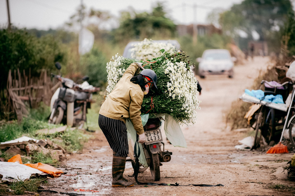 Những ngày này, các tiểu thương bán hoa bận rộn hơn với việc thu hoạch cúc họa mi để mang đi khắp Hà Nội. (Ảnh: PV/Vietnam+)