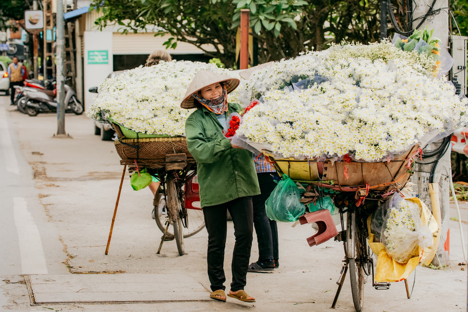 Màu trắng tinh khôi của cúc họa mi trải dài trên những con đường khiến Hà Nội bỗng trở nên bình yên, dịu dàng đến lạ. (Ảnh: PV/Vietnam+)