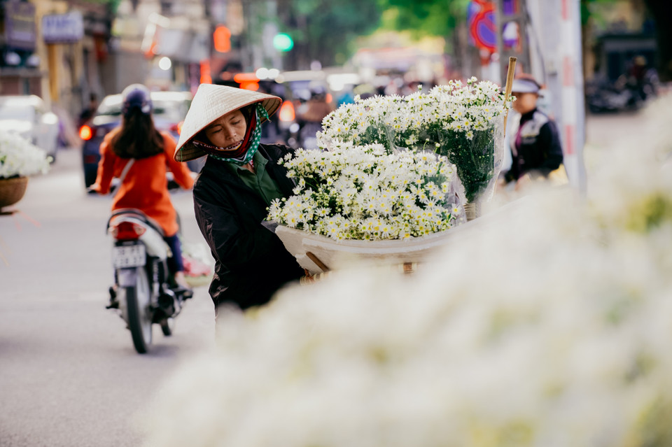Mỗi năm cứ vào tháng 11, người dân Thủ đô lại có hẹn với những bông cúc họa mi. (Ảnh: PV/Vietnam+)