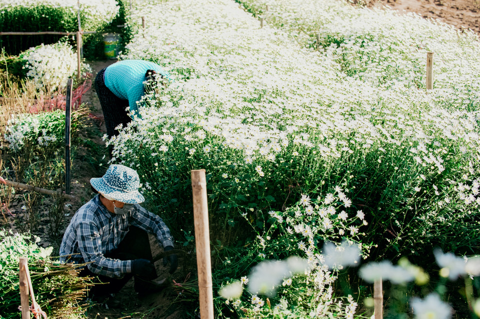 Đến hẹn lại lên, cứ vào cuối Thu đầu Đông, người Hà Nội lại náo nức đón chờ một loài hoa tuyệt đẹp tràn xuống phố, hoa cúc họa mi. (Ảnh: PV/Vietnam+) 