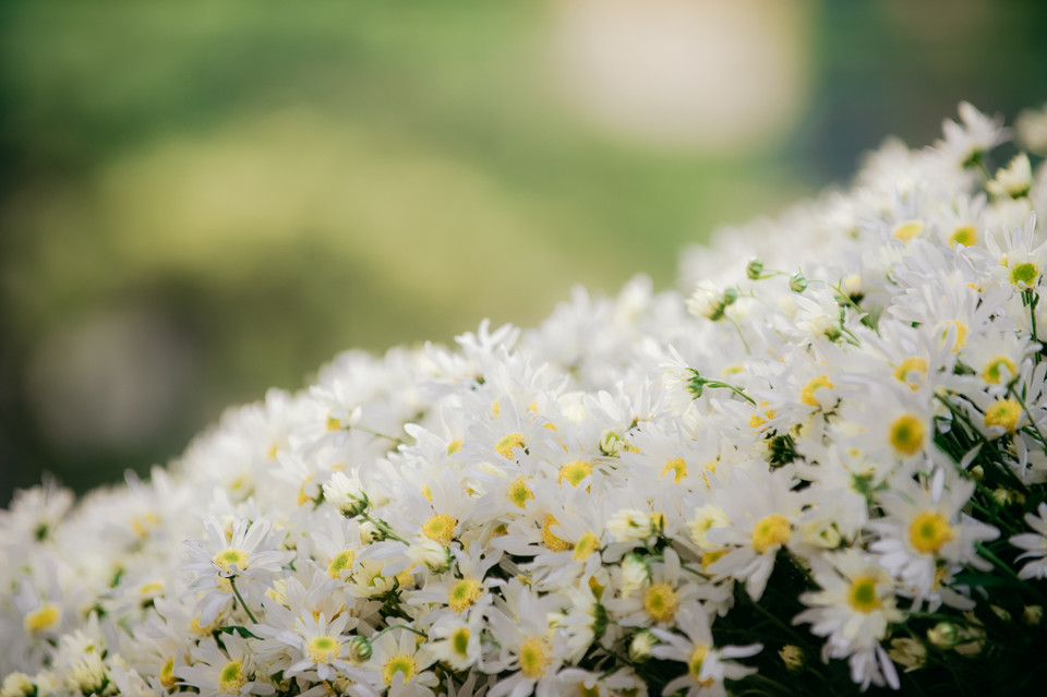 Dù trông khá mảnh mai, loài hoa này lại có sức sống mãnh liệt. (Ảnh: PV/Vietnam+)