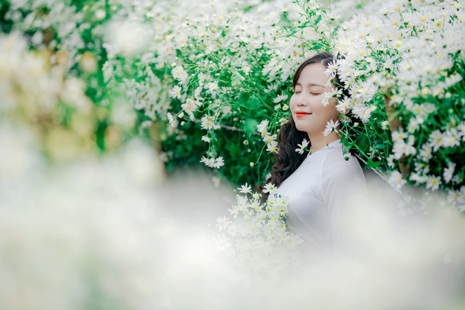 Cúc họa mi sở hữu vẻ đẹp đặc trưng giúp mùa Đông Hà Nội trở nên lãng mạn hơn, thi vị hơn. (Ảnh: PV/Vietnam+)